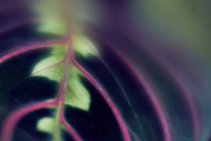 5c1z5xrn8